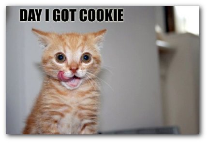 image: lolcat